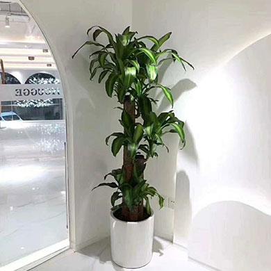 綠植租擺