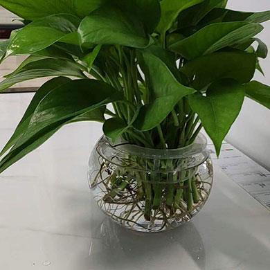 綠植租擺